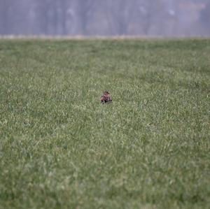 Northern Harrier