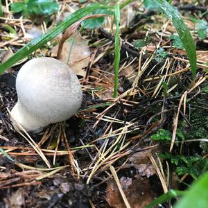 Gem-studded Puffball