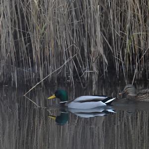 Mallard