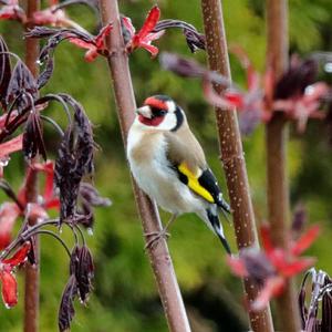 European Goldfinch