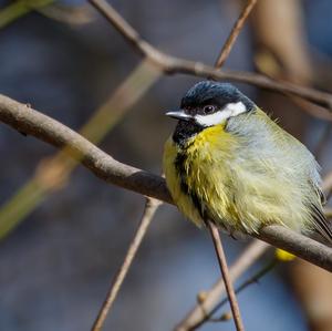 Great Tit