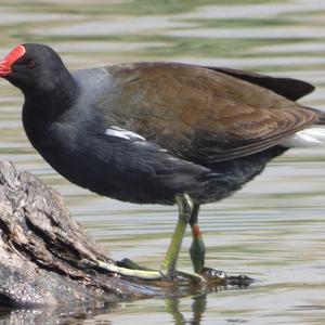 Common Moorhen