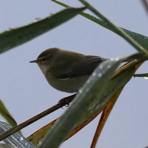 Common Chiffchaff