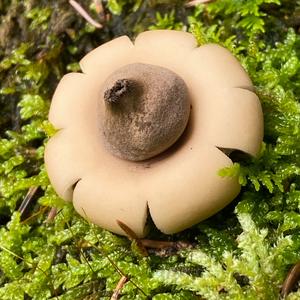 Collared Earthstar