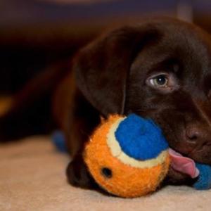 Retriever (Labrador)