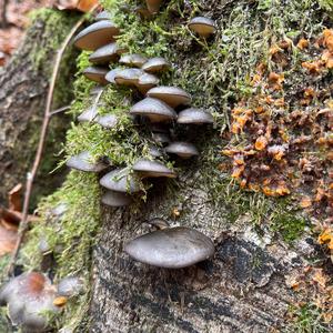 Late Fall Oyster