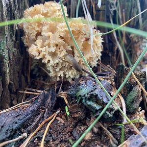 Eastern Cauliflower Mushroom