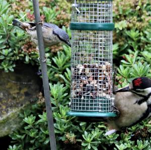 Great Spotted Woodpecker