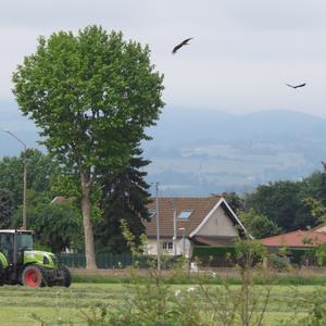 Black Kite