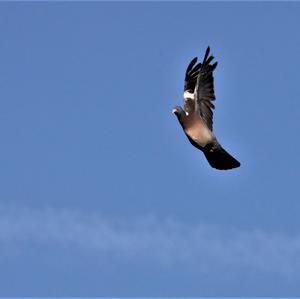 Common Wood-pigeon