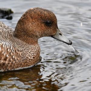 Eurasian Wigeon