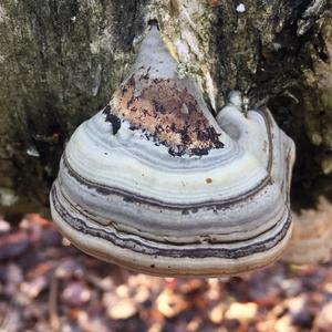 Tinder Polypore