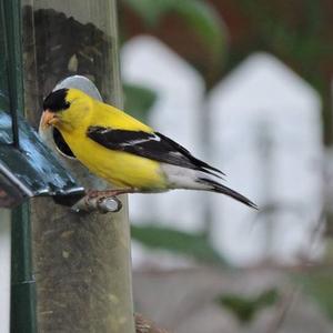 American Goldfinch