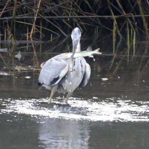 Grey Heron