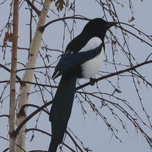 Black-billed Magpie