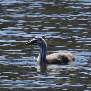 Great Crested Grebe