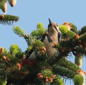 Great Spotted Woodpecker