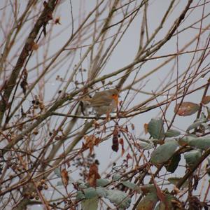 European Robin