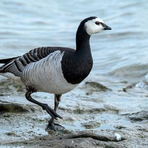 Barnacle Goose