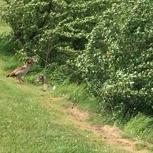 Egyptian Goose