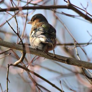 Eurasian Chaffinch