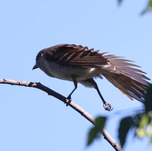 Red-backed Shrike