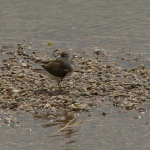 Common Sandpiper