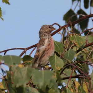 Common Redpoll