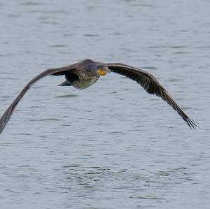 Great Cormorant