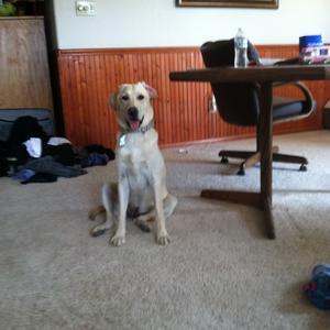 Unknown Breed