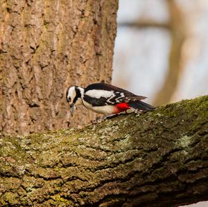 Great Spotted Woodpecker