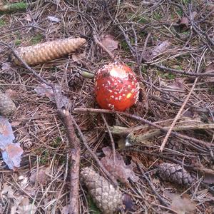 Fly Agaric