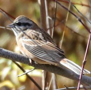 Rock Bunting