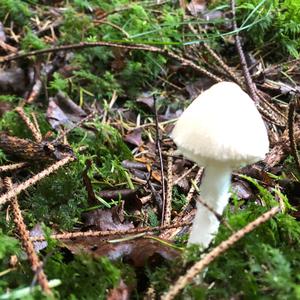 Tree Volvariella