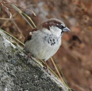 House Sparrow