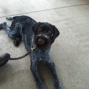 Pointer (German Wirehaired)