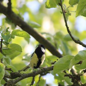 Great Tit