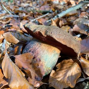 Dotted-stem Bolete