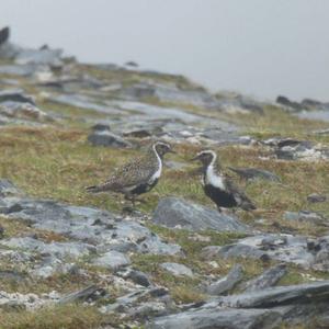 Eurasian Golden Plover