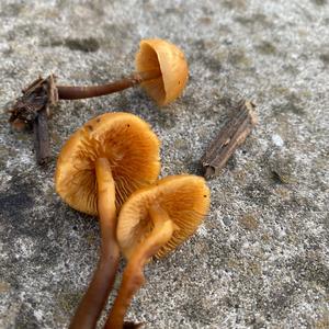 Deadly Galerina