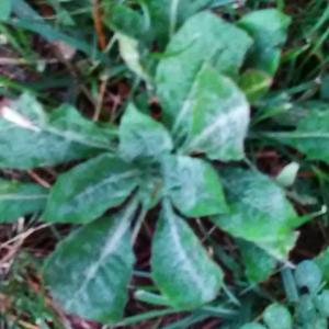 Unknown Species