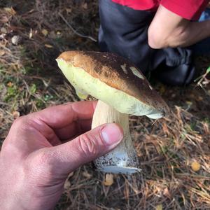 King Bolete