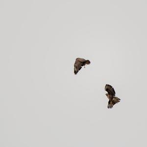 Common Buzzard