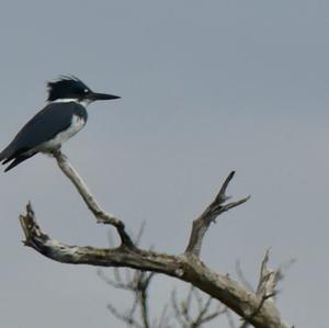 Belted Kingfisher