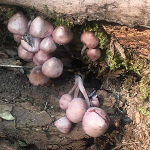 Bleeding Mycena