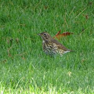 Song Thrush