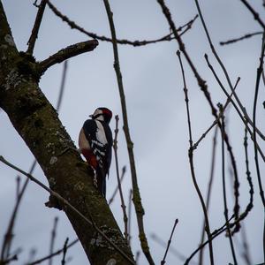 Great Spotted Woodpecker