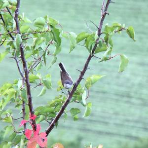 Lesser Whitethroat