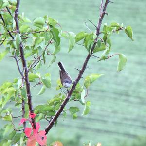 Lesser Whitethroat