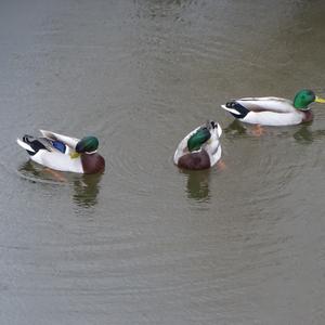 Mallard